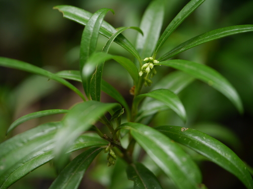 Sarcococca saligna, 2012-08-01