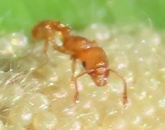 Tetramorium simillimum