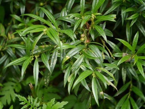 Sarcococca saligna, photograph 6