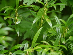 Sarcococca saligna