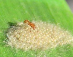 Tetramorium simillimum