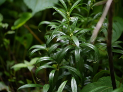 Sarcococca saligna