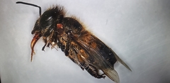 Apis cerana