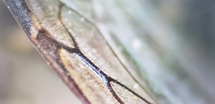 Apis cerana