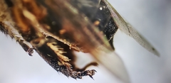 Apis cerana