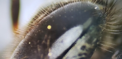 Apis cerana