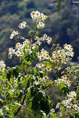 Montanoa bipinnatifida