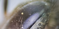 Apis cerana