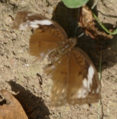Bebearia mardania