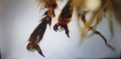 Apis cerana