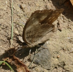 Bebearia mardania