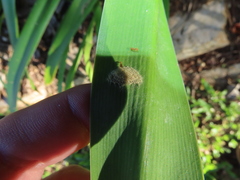 Tetramorium simillimum