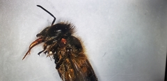 Apis cerana