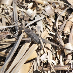 Sceloporus occidentalis