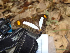 Adelpha iphicleola
