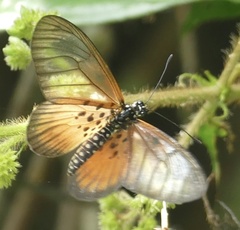 Acraea peneleos