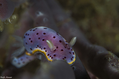 Goniobranchus woodwardae