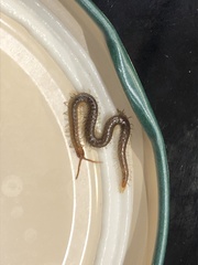 Henia vesuviana