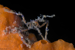 Pallenopsis macneilli
