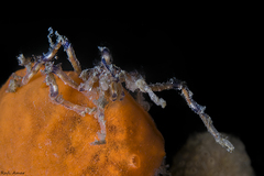 Pallenopsis macneilli