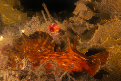 Aplysia extraordinaria