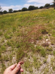 Aristida diffusa