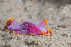 Pseudoceros ferrugineus