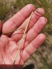 Aristida diffusa