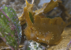 Cristiceps aurantiacus