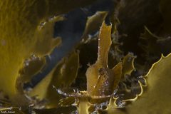 Cristiceps aurantiacus