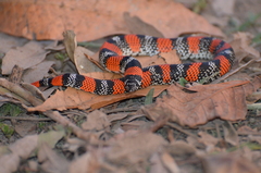 Xenodon matogrossensis