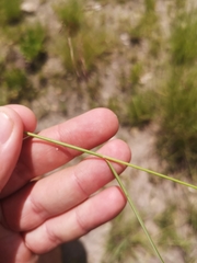 Aristida diffusa