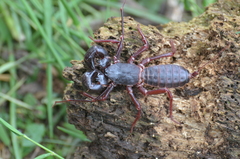 Mastigoproctus maximus