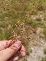 Aristida diffusa