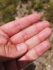 Aristida diffusa