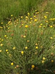 Pentzia globosa