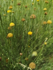 Pentzia globosa