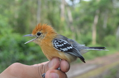 Herpsilochmus longirostris