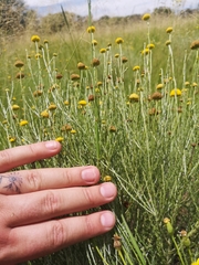 Pentzia globosa