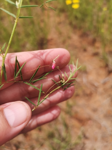 Image of Indigofera filipes by (c) Ricus Nel, some rights reserved (CC BY)