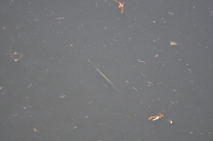 Potamorrhaphis eigenmanni