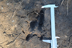 Blastocerus dichotomus