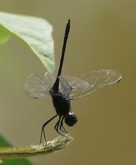 Trithemis dichroa