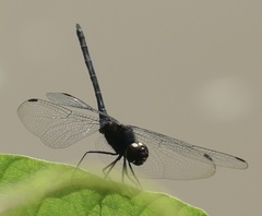 Trithemis dichroa