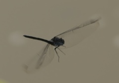 Trithemis dichroa