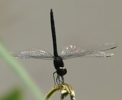 Trithemis dichroa