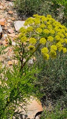 Notobubon tenuifolium
