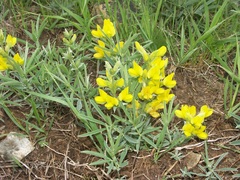 Thermopsis mongolica