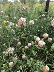 Trifolium vesiculosum