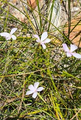Dianthus thunbergii